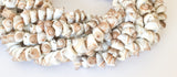 Natural Shell Beads, Whole Shell Beads, frog shells 16" strand