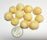 Drilled Whole Shells 10pc
