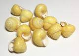 Drilled Whole Shells 10pc