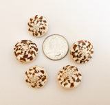 5 Conus Shell Beads 23mm+
