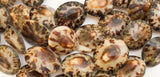 Limpet shell beads natural shell beads 16" strand