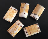 Shell Rectangle Beads, Cone Shell-4pc