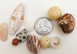 Shell Bead Mix 40+