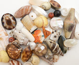 Shell Bead Mix 40+