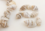 Light Nasa Shell Beads 7” strand