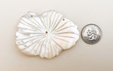 5 Large Shell Pendants