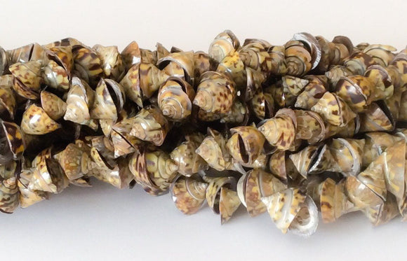 Black olive shell beads, natural shell beads