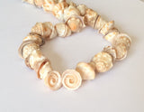 Natural Shell Beads Voluta Heads