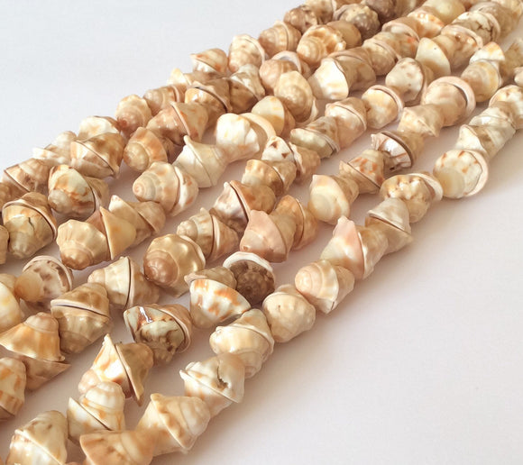 Natural Shell Beads Voluta Heads