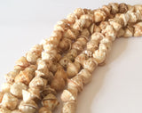 Natural Shell Beads Voluta Heads