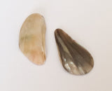 2 Abalone Shells, Abalone Pieces, Raw Polished Abalone
