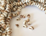 Natural Shell Beads, Whole Shell Beads, frog shells 16" strand