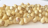 Yellow Shell Beads, moonshell 16" strand