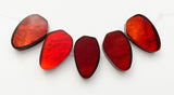 Capiz Focal Shell Beads Red 5pc