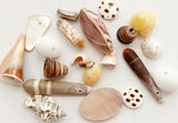 Assorted Shell Beads, Focal Bead, Natural Shell Beads, Shell Sampler Bead Lot