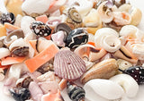 100+ drilled shell beads, small shell beads, natural shell beads