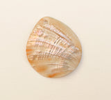 Abalone Shell Pendant 41x48mm
