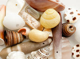 Assorted Shell Beads, Focal Bead, Natural Shell Beads, Shell Sampler Bead Lot