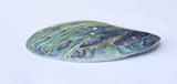 Large Abalone Paua Oval Button